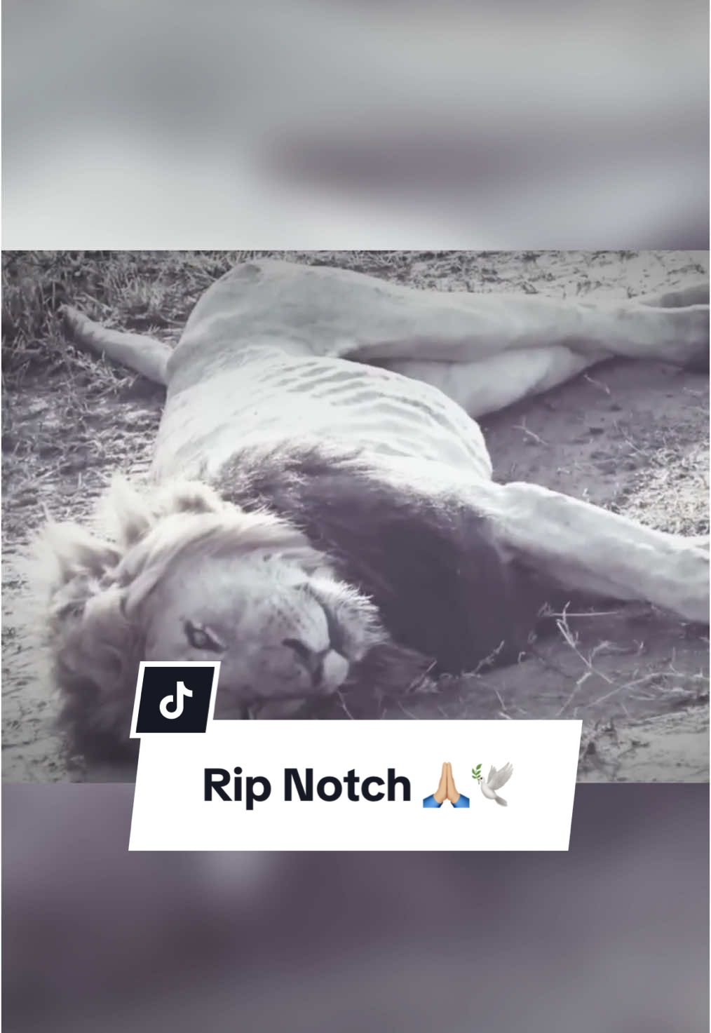 RIP Notch 🙏🏼🕊️ #lion #mapogo #scarface #fyp #notch #coalition #pourtoi #animaux 