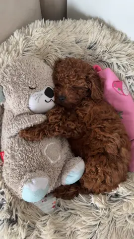 the sweetest thing I've seen today 🥹🥹 #puppy #toy #poodle #dc #sweet #mydog #Love 