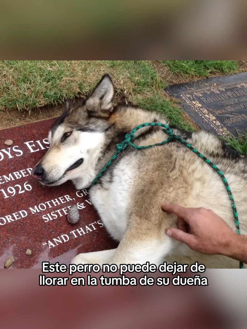No merecemos a los animales #wholesome #animals #animales #mascotas #viral #fyp 