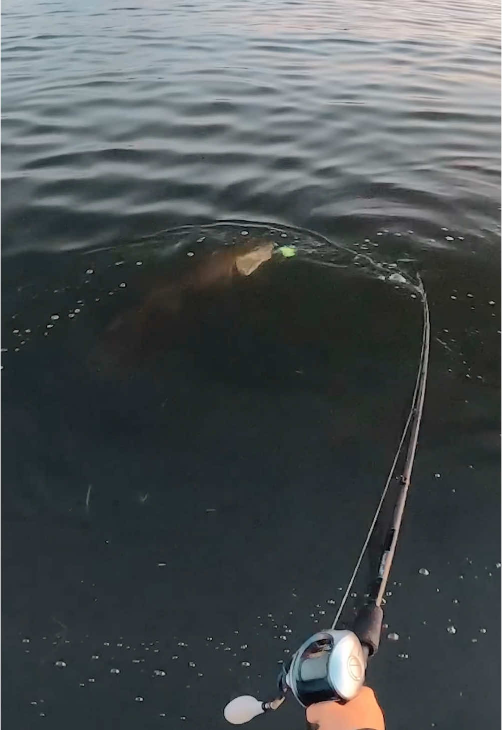 If your attention span can last to the end, you’ll see me pull the bait out of the fished mouth. Opposite direction hook set is 🔑 for Muskies in the figure 8😘 #fyp #foryou #giantfish #crazy #wtf #crashout #esox 