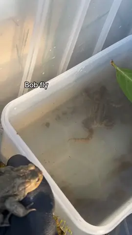 Bob fly