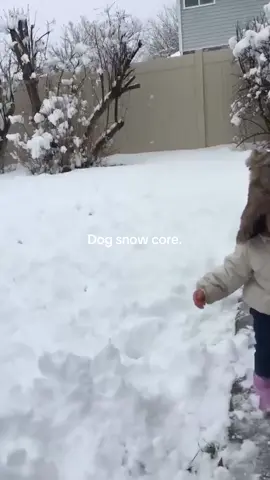 Dog core #dog #core #meme #fun #bestof 