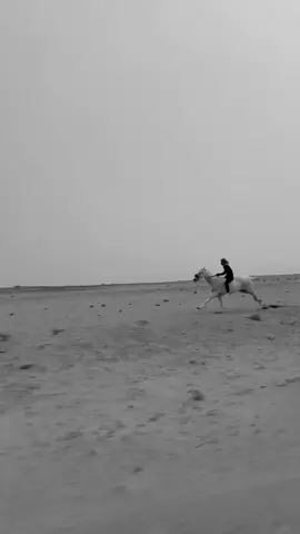 لبى كبدها شلفاء 🔥.#العطاوي #سباقات_عفيف #خيل_وخياله🐎 