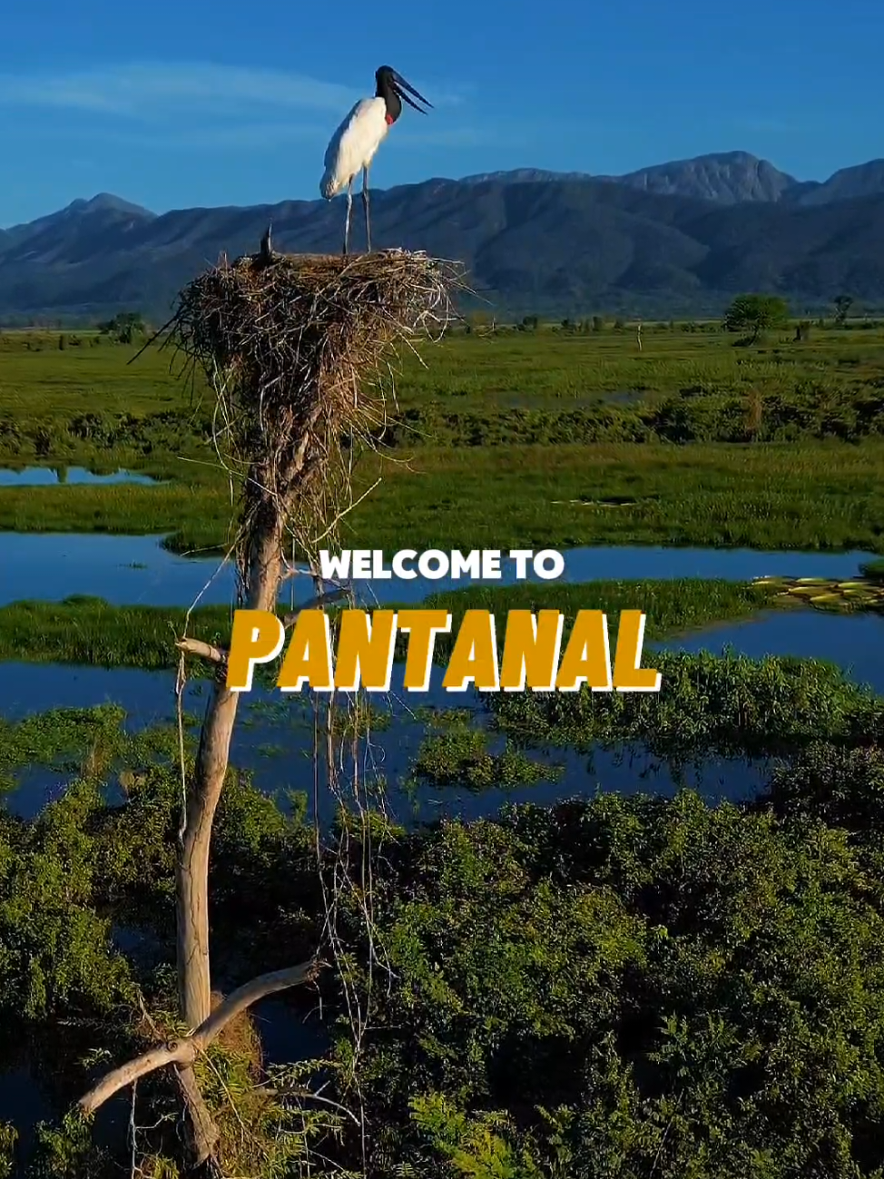 bem vindos ao Pantanal  #minutodobicho #pantanal #biologia #animaisnotiktok #animalsoftiktok 