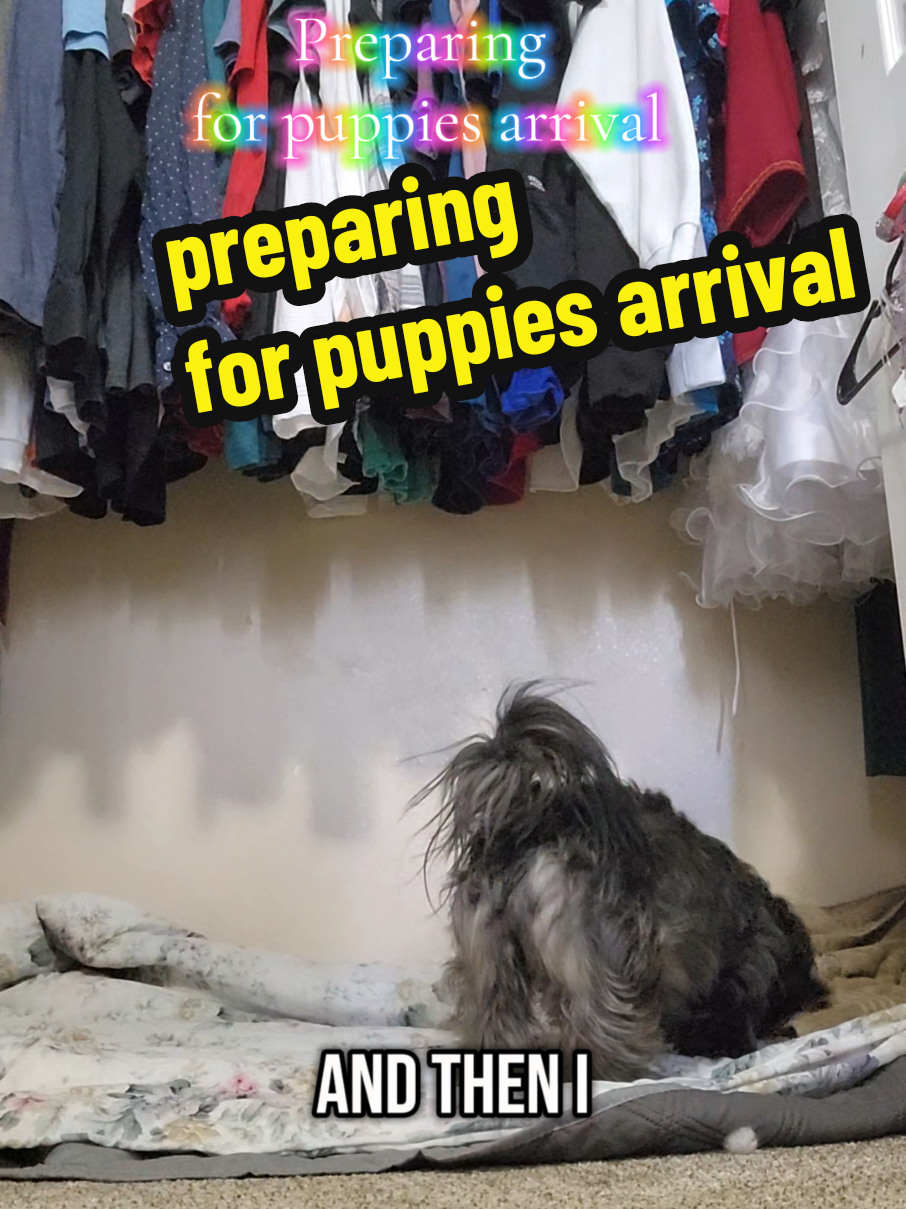 preparing for puppies arrival #puppiesoftiktok #dogpregnancy 