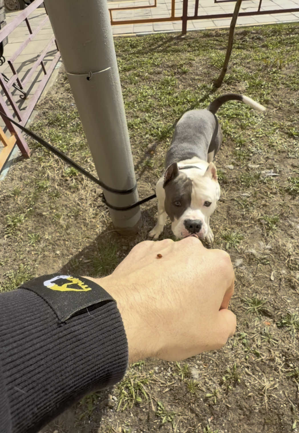 Амстафф боится божью коровку 🐞 