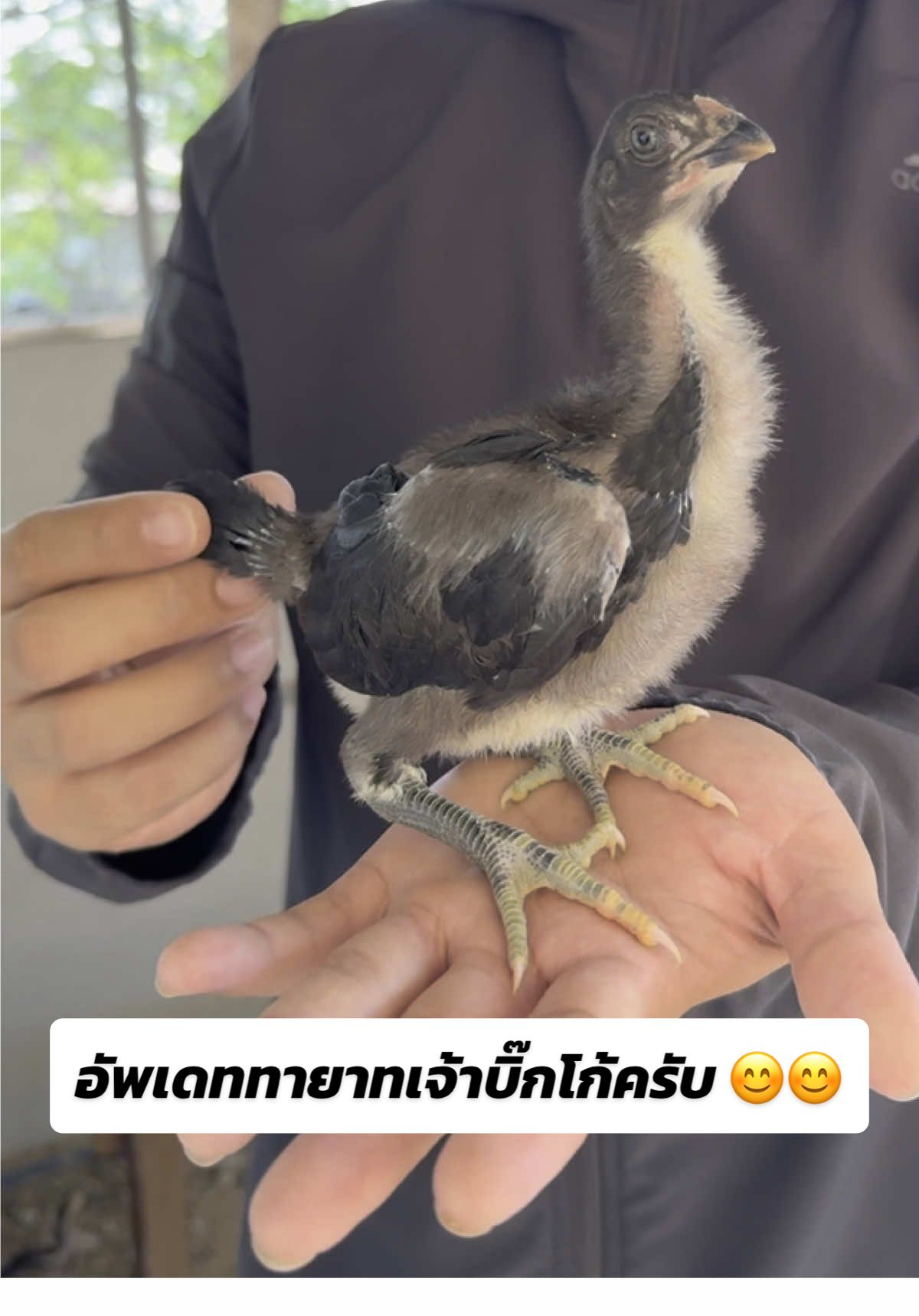 พี่ๆถามถึงลูกเจ้าบิ๊กโก้กันมาค่อนข้างเยอะมาก ทางฟาร์มกำลังเร่งเร่งให้อยู่นะครับ พี่ๆที่สนใจทักมาคุยหรือจองได้เลยนะครับ 😊😊 #ซุ้มปโชคทวีทรัพย์ #ขาวเบญจลักษณ์ #บิ๊กโก้ 