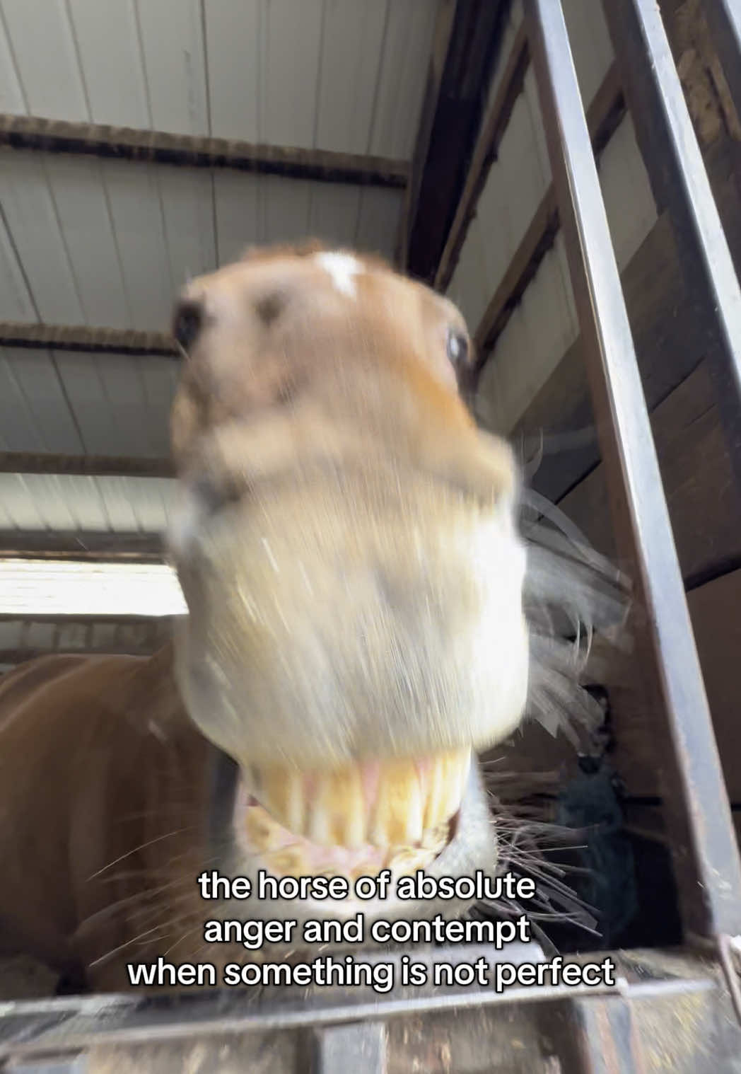 i’d be lying if i said grump isn’t me when i’m on my period (i promise he doesn’t hate me)  #grump #ottb #horse #anger #contempt #mean #riding #equestrian #poop #poopy #foryoupage #fyp 