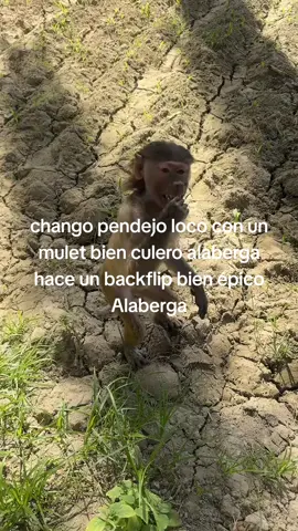 regrese Alberga #chango #alaberga #humor #🙉 #backflip #mullet #pendejo 