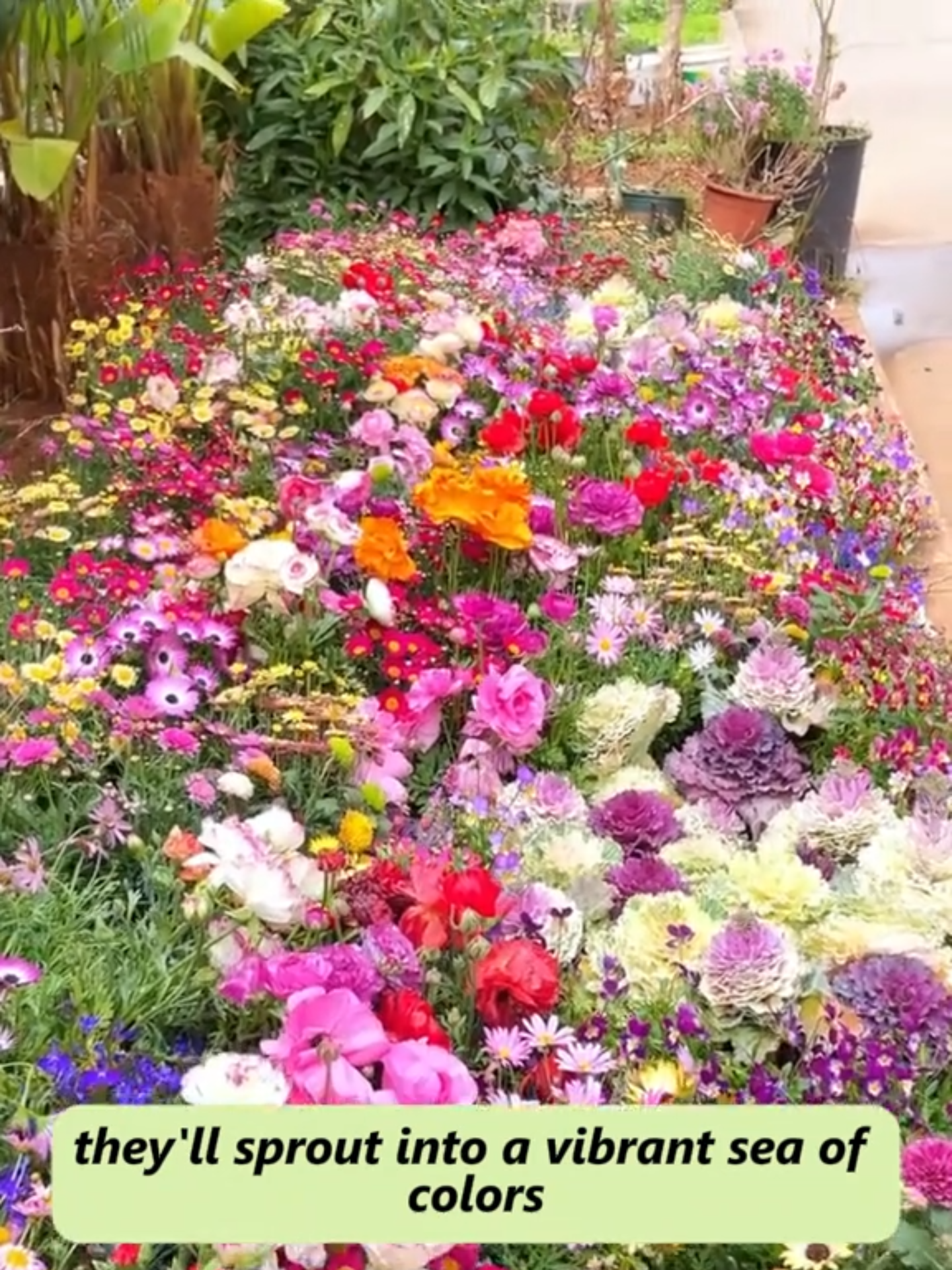 🌈🌱This mix of flowers is perfect for creating a colorful floral patio and adding beauty to a balcony.💐✨ #flowersea #plantwithme #seeds #flowerseeds #garden #gardengoals #plants #gardening #easytogrow