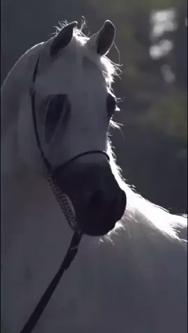 #horse #arbianhorse 