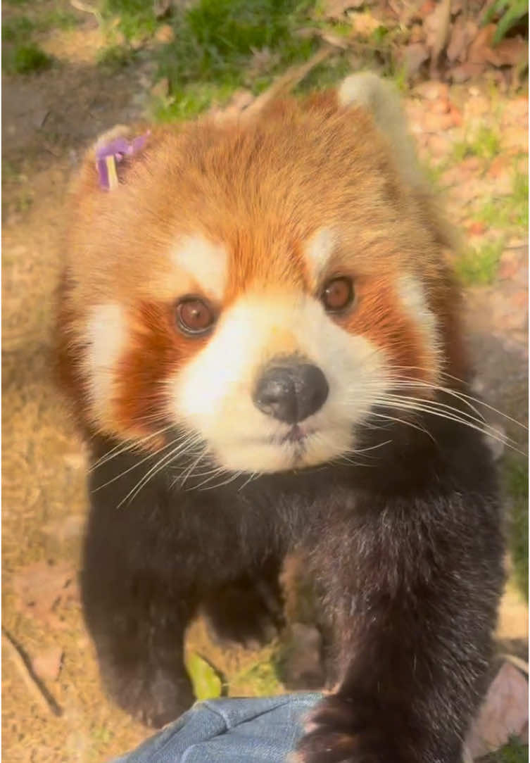 Red panda #redpanda #animals #lovely #adorable #funnymoments 