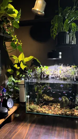 Vẻ đẹp của neon vua thật khó tả. Hồ 533 phong cách biotope#biotope #setup #neon #fish 