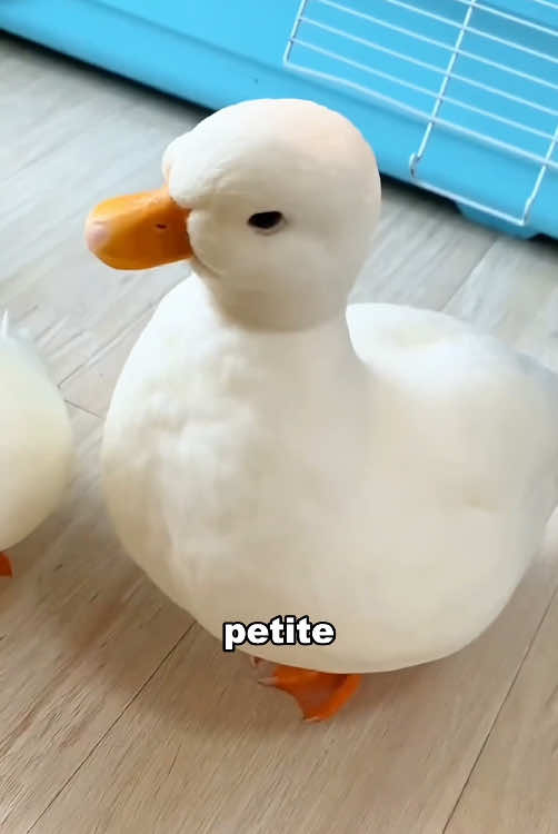 Round Call Duck #foryour #funny #tiktok #fyp #animals #cute 