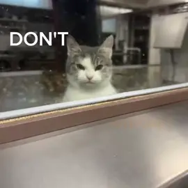 I love Laufey  #catcore #catsoftiktok #fyp  #fromthestart 