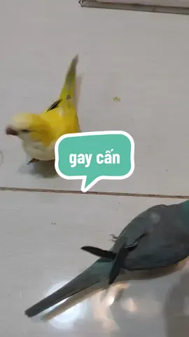 gay cấn#huấnluyệnthúcưng #LeChu #vẹt #thúcưng 