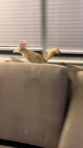 Bedu shenanigans #bedu #fun #play #happy #animals #hide #fennecfox #couch #pillow #cave 