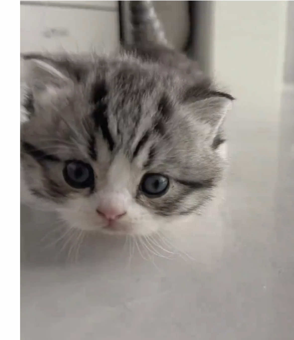 So cute #cutecat #pet #kucing #kitty 