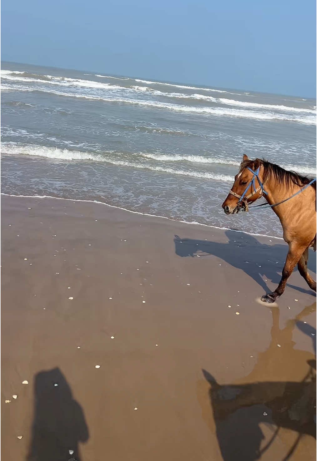 10/10 experience at SPI☀️@grecia villalobos @ale solis 🐎