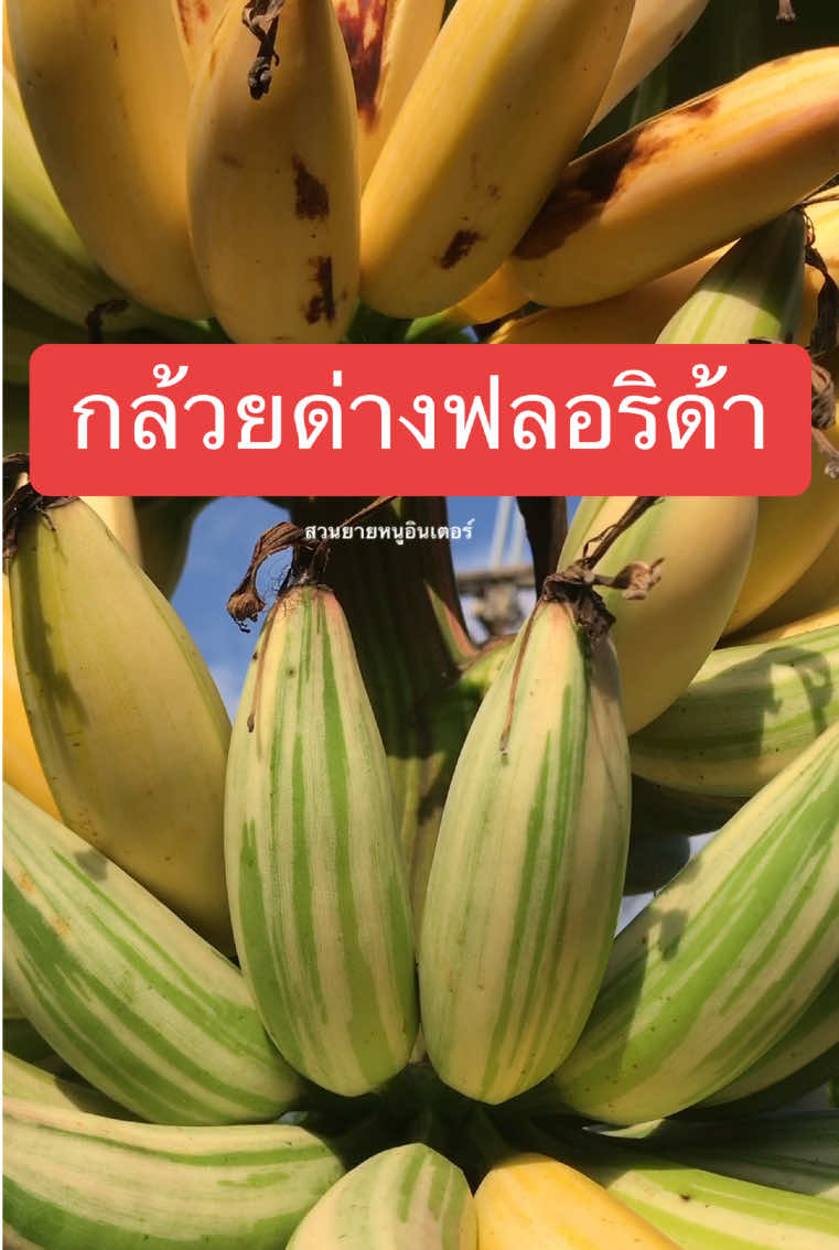 #กล้วยด่างฟลอริด้า ติดผลปีแรก รสชาติอร่อยเลยครับ😊 #เกษตรผสมผสาน #เกษตรไทยยุคใหม่ #วิถีเกษตรแบบยั่งยืน #สวนยายหนูอินเตอร์ #กล้วย #กล้วยด่าง #ฟลอริด้า 
