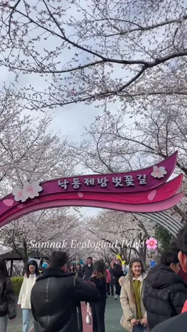 Oh to experience cherry blossom in South Korea 🌸🇰🇷 (📍Samnak Ecological Park) #fyp #fypage #southkorea #epskorea🇵🇭🇰🇷 #epsworker🇰🇷🇰🇷🇵🇭🇵🇭 #pinoytiktok 