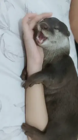 anak manja mau bobo 🦦🤫 #chikaotter #berangberang #ottersoftiktok#fyp  #happyotter #foryou #foryoupage❤️❤️ #tiktok #otterlover #viralvideo 
