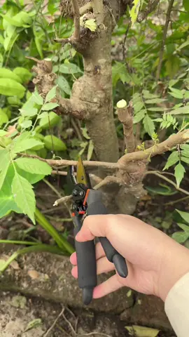 Kéo cắt tỉa cành cây an quả cây bonsai, anh em nên mua 1 cái khi dảnh luyện tay #keocattiask5 #keocattiacanhcay #keocatcanhcay #caycanh #cayanqua #nongdan 