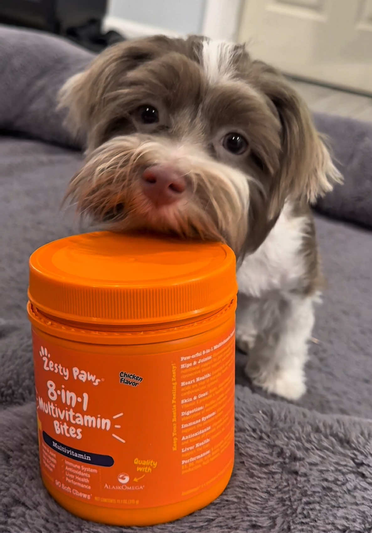 Multivitamina 8 en 1 para tus perritos 🐶🧡🐾  #dogvitamins #dogmultivitamin #zestypaws #multivitaminbites #tiktokshop #dogsoftiktok #dogs #dogcare #dogvitamins #petcare 