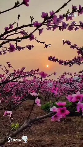 #لاتطلب من الشجرة ان تزهر وانت لاتسقيها.......  #storm75901  ازهار#غروب#ربيع#حب #ورود #طبيعة #هدوء #استرخاء #روائع #منوعات #عالمية #موسيقى #شرقية #غربية #عزف #غيتار 