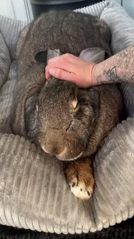✨Floof of flooftown ✨ . . . . #explore #explorepage #continental #giant #rabbit #giantrabbit #cutebunny #PetsOfTikTok #viral #viral_video #viralditiktok #cute #Love #nature #travel #wildlife #fyppp #fyp #tiktok 