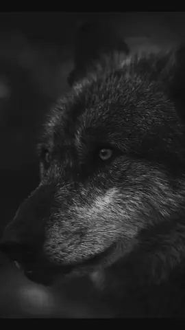 #LIVEHighlights #LIVEIncentiveProgram #PaidPartnership #uuu #🐺 #tik_tok #wolf #foryoupage #germany #turkey #😍😍😍 #❤️❤️❤️ #chechen #video #lover #fürdich #wolfoftiktok #filme #fypage 