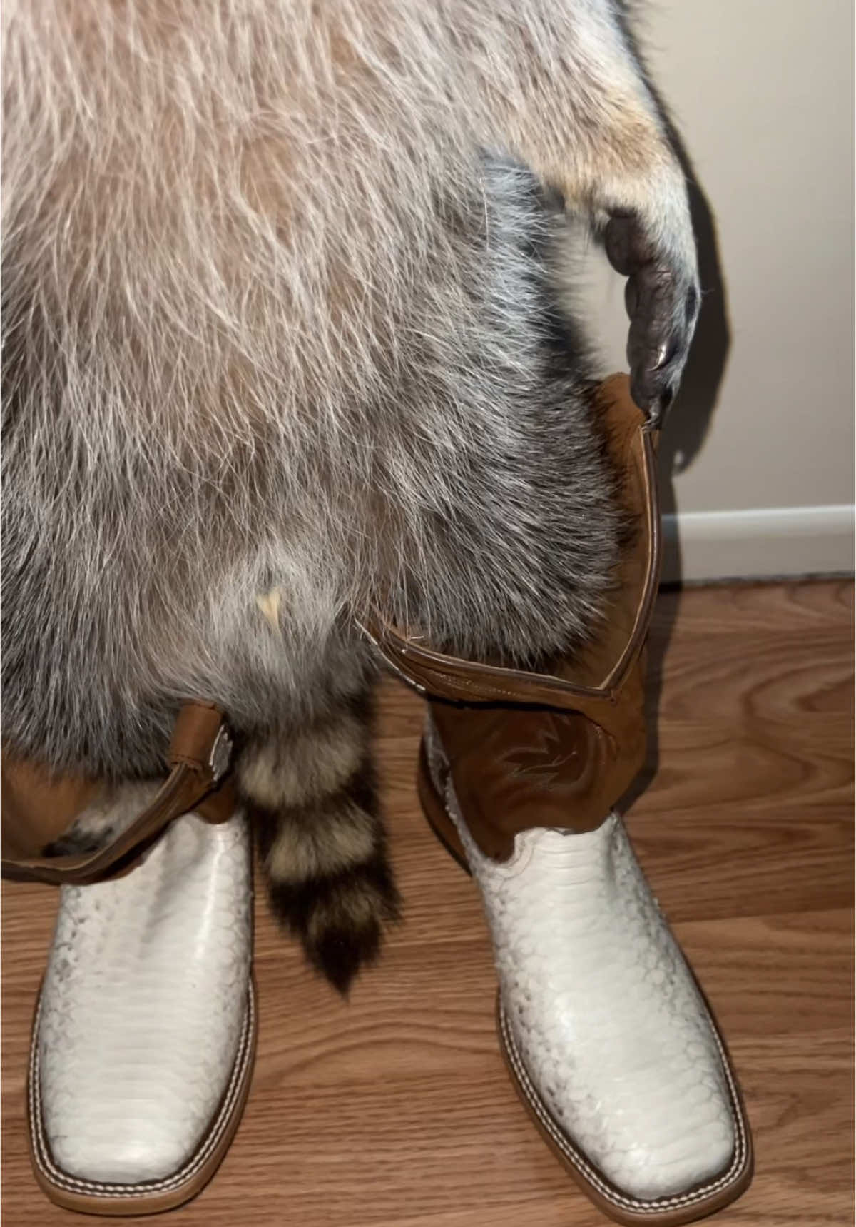 Cowboy Tito #raccoon #cowboy #funny 