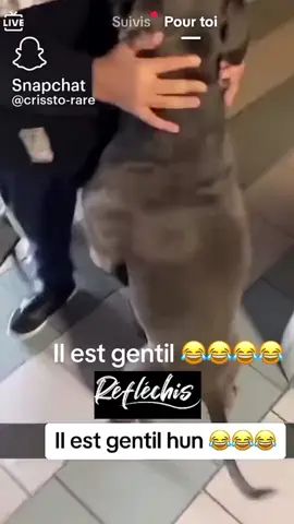 #chien #😂😂😂 #drole #snapfr #fakesituation⚠️ 