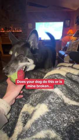 He wants to play but doesn’t want to give up the goods lol #ballislife #dogtoy #dogsoftiktok #rugertheshepsky 