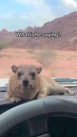 Hyraxes make these cute sounds in several bouts to communicate with nearby awawas But this one isn’t a wawa so much as a “meow?” What do you think he’s saying?  #hyrax #meow #wawa #call #animal #wildlife 
