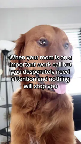 I’ll never let go🤪 #dogsoftiktok #petme #attentionseeker #doglover #attention #fyp #relatable #dogmom  