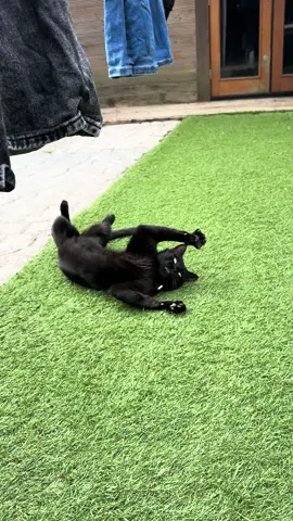 When you want to play but also just want to be cute 🤣 isn’t he the sweetest?! #fyp #foryoupage❤️❤️ #cat #blackcat #catlover #catsoftiktok #funnycat #funnycatsoftiktok 