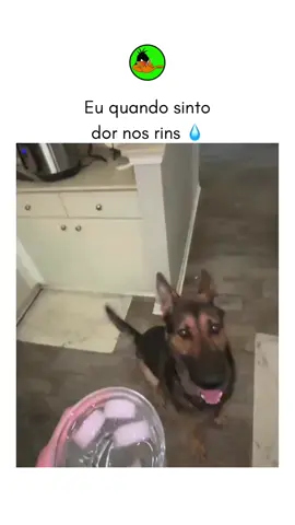 POV: deu uma dor no rins - - - #patolinojuju #memestiktok #engracado #viral #fyp #viral #cachorro #agua 