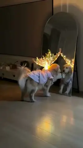 ✨🐶 