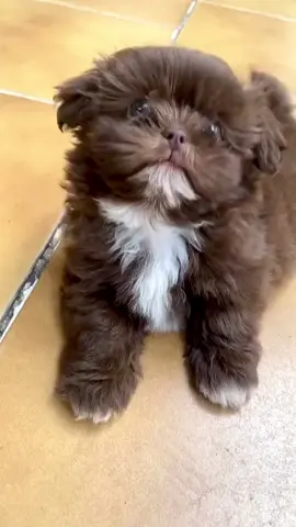 🐶Chocolate Miniature Shih Tzu♡🐾 . .…………………………………………………………………………………………………………………………… #miniature #chocolate #shihtzusoftiktok #shihtzu #shihtzupuppy #shihtzulovers #shihtzus #viral_video #trendingvideo #worldwide #fyp 