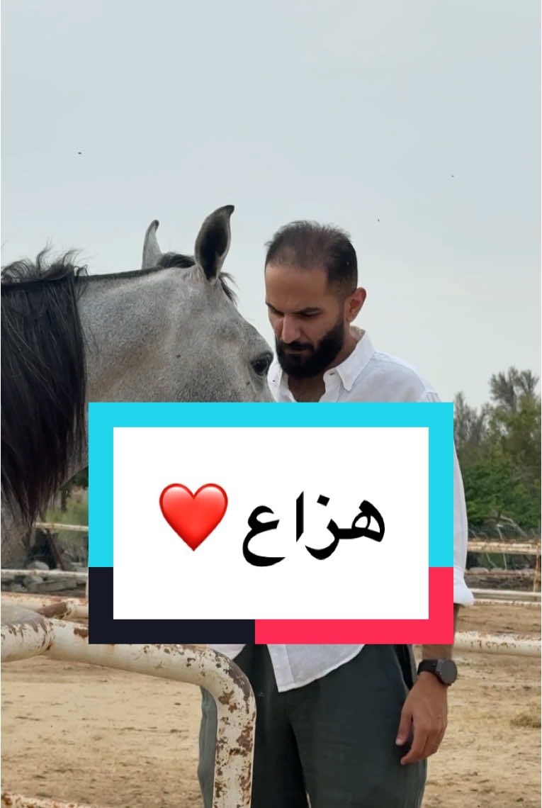 #حمد_اللاحم #خيل_عربي_اصيل #خيل_عربي 