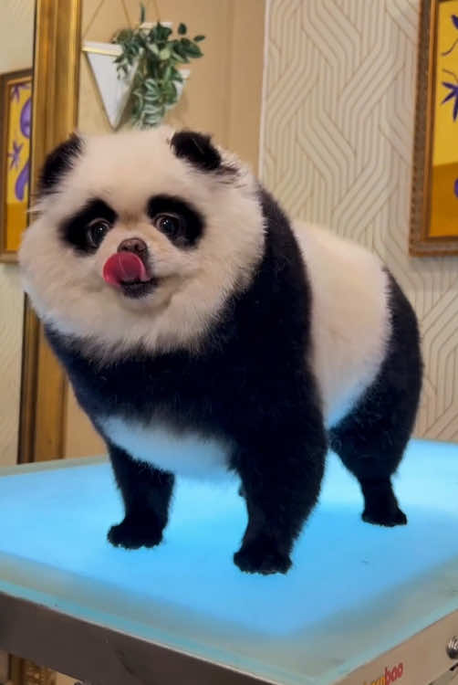 Dyeing Dog #dog #funny #dogsoftiktok 
