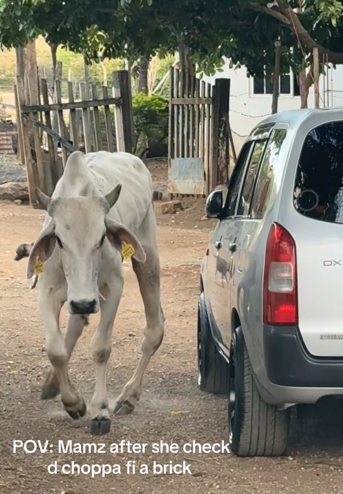 Issa zombie 🧟‍♀️ 🐮  #fyp #foryoupage 