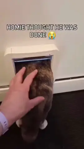 Cat overreacts #cat #catsoftiktok #catlover #usa🇺🇸 