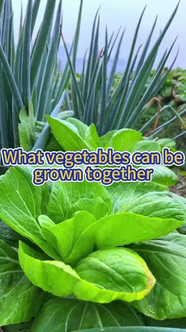 #planting #farming #agriculture #plantingseason #farmlife #agriculturetiktok #farmer #plantingseeds #agriculturelife #agricultor #vegetablegarden #gardenplants 