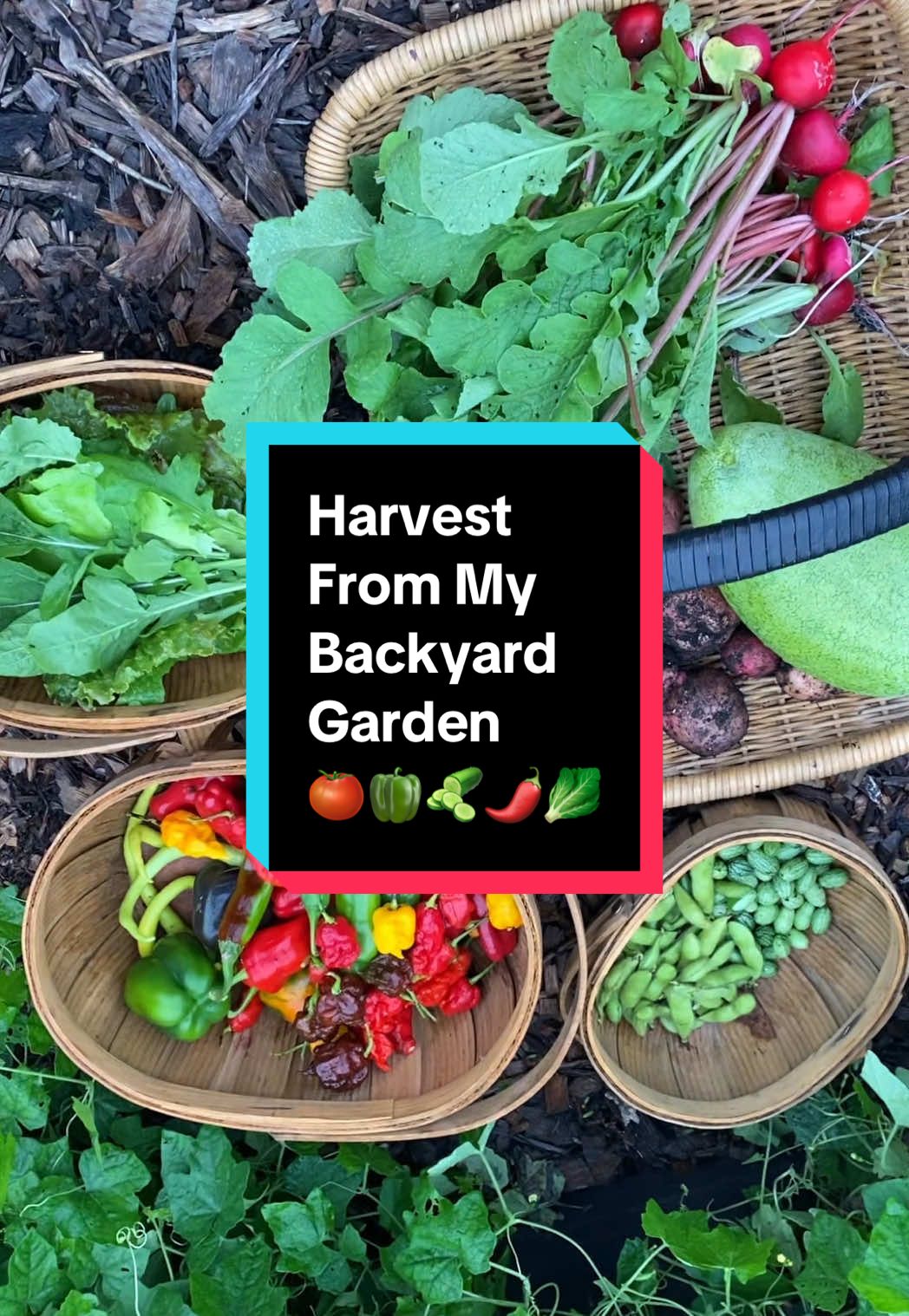 This #harvest from last September includes radishes, cucamelons, watermelon, lettuce, peppers, and potatoes from my #backyardgarden I can’t wait for this kind of #harvesttime again soon! #growyourownfood #gardenharvest 