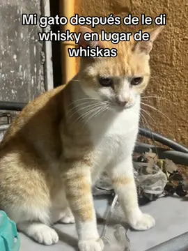 #pov #flypシ #gato #gatobailando #paratiiiiiiiiiiiiiiiiiiiiiiiiiiiiiii #gatostiktok #gatosgraciosos #flyppppppppppppppppppppppppppppppp 