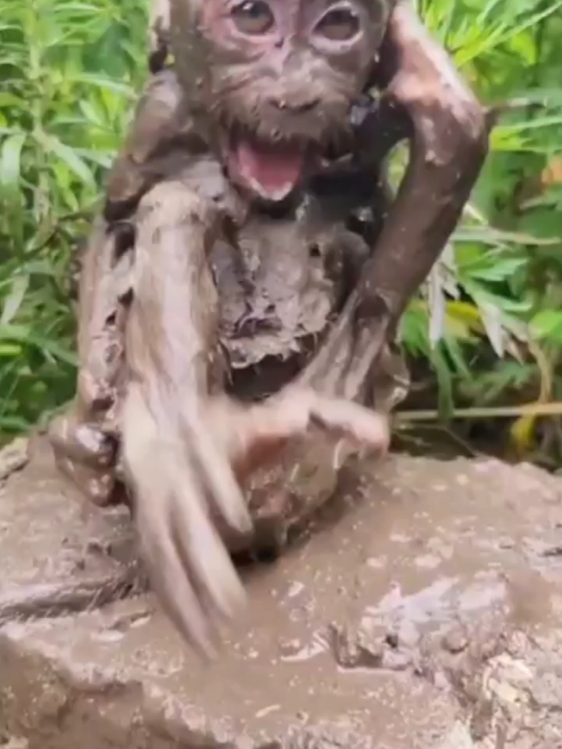 #mudmonkey #funnymonkey #babyface #happymonkey 