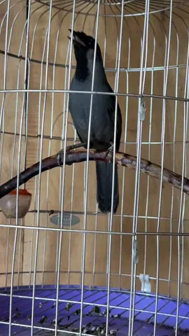 Khướu mun hót #xuhuong #chimcanhvietnam #hashtag 