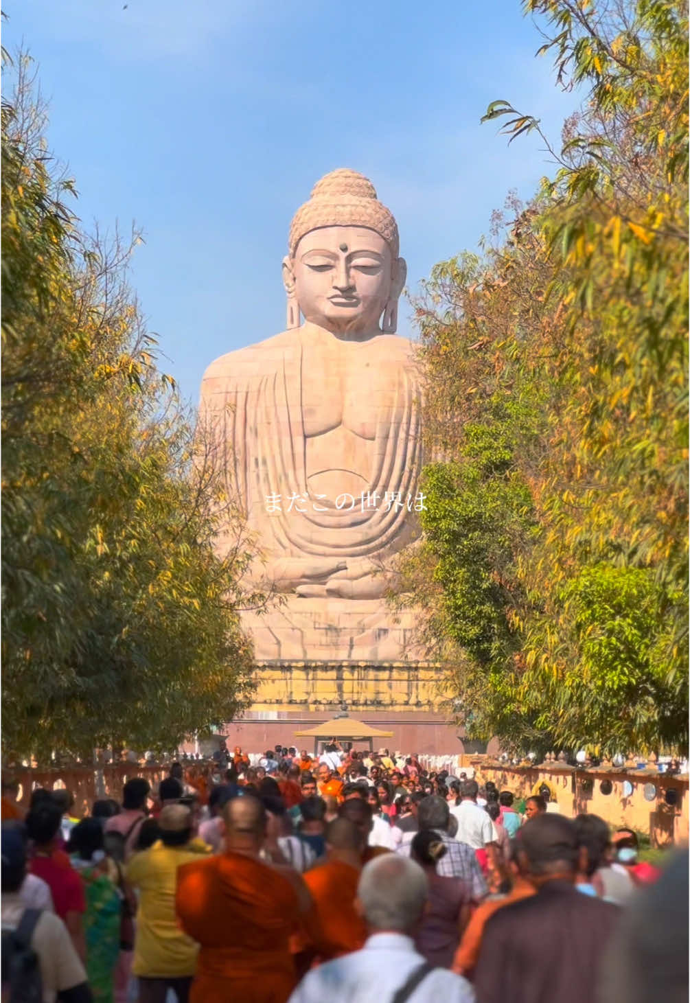 The Great Buddha of Daijokyo  #japan #india #gaya #buddha #greatbuddha #CapCut #cinematic 